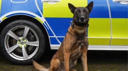 Illustration : Après une carrière exemplaire, ce chien policier prend sa retraite et transmet le flambeau à ses chiots