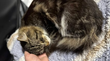 Illustration : Heureuse d’avoir fait adopter l’un de leurs chatons, elles déchantent en apprenant qu’il a été abandonné sur la route le jour même 