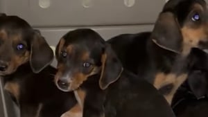 Illustration : Un automobiliste remarque un sac-poubelle au bord de la route et découvre qu’il est rempli de chiots encore en vie 