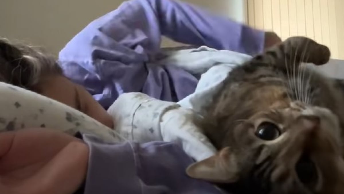 Illustration : "Un chat met tout son cœur et son énergie pour réveiller sa propriétaire qui essaye de faire la grasse matinée (vidéo) "