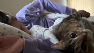 Illustration : Un chat met tout son cœur et son énergie pour réveiller sa propriétaire qui essaye de faire la grasse matinée (vidéo) 