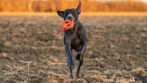 Illustration : 10 conseils de sécurité pour passer un automne en toute sécurité avec nos animaux de compagnie