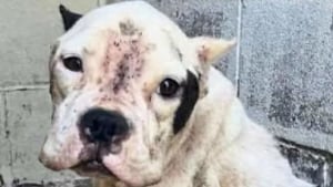 Illustration : Une chienne et ses petits à naître, à qui un refuge n’a laissé aucune chance, sont sauvés in extremis de l’euthanasie