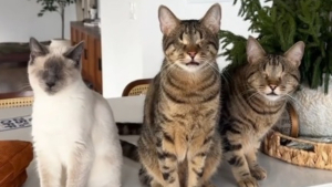 Illustration : 3 chats aveugles découvrent la vie à leur manière et prouvent qu’on peut être heureux sans rien voir (vidéo)