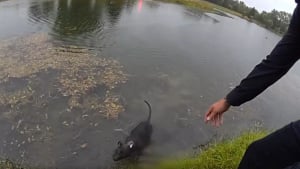 Illustration : Au terme d’une folle course-poursuite, ce chiot réussit miraculeusement à s’extraire d’un véhicule submergé par les eaux (vidéo)