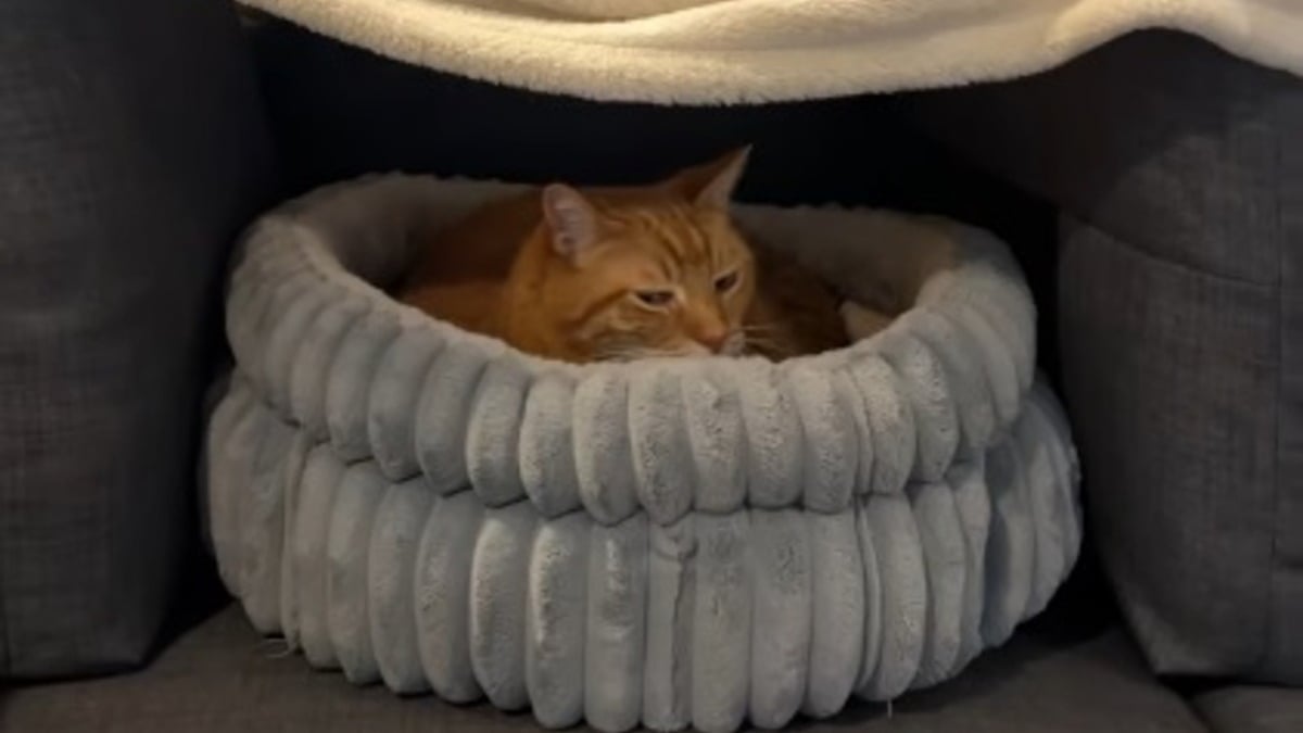 Illustration : "Effrayé par un orage, un chat trouve refuge dans un fort douillet construit avec amour par son humain (vidéo)"