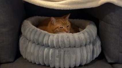 Illustration : Effrayé par un orage, un chat trouve refuge dans un fort douillet construit avec amour par son humain (vidéo)