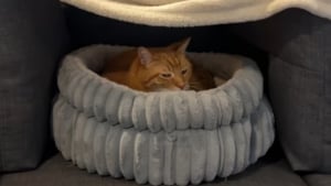 Illustration : Effrayé par un orage, un chat trouve refuge dans un fort douillet construit avec amour par son humain (vidéo)