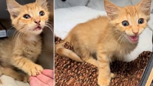 Illustration : Jeté d’une voiture en marche, ce chaton polydactyle au bassin fracturé lutte pour retrouver sa mobilité (vidéo)