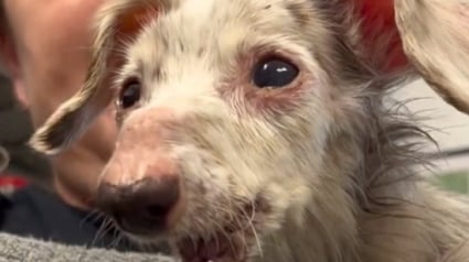 Illustration : Le sauvetage émouvant d’un chien de 12 ans pour qui tous les espoirs semblaient avoir disparu (vidéo)