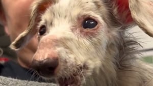 Illustration : Le sauvetage émouvant d’un chien de 12 ans pour qui tous les espoirs semblaient avoir disparu (vidéo)