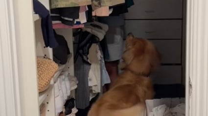 Illustration : "Où est ton père ?”, un maître se cache dans le dressing, et cette simple phrase suffit pour que son Golden Retriever le cherche avec une joie débordante (vidéo)