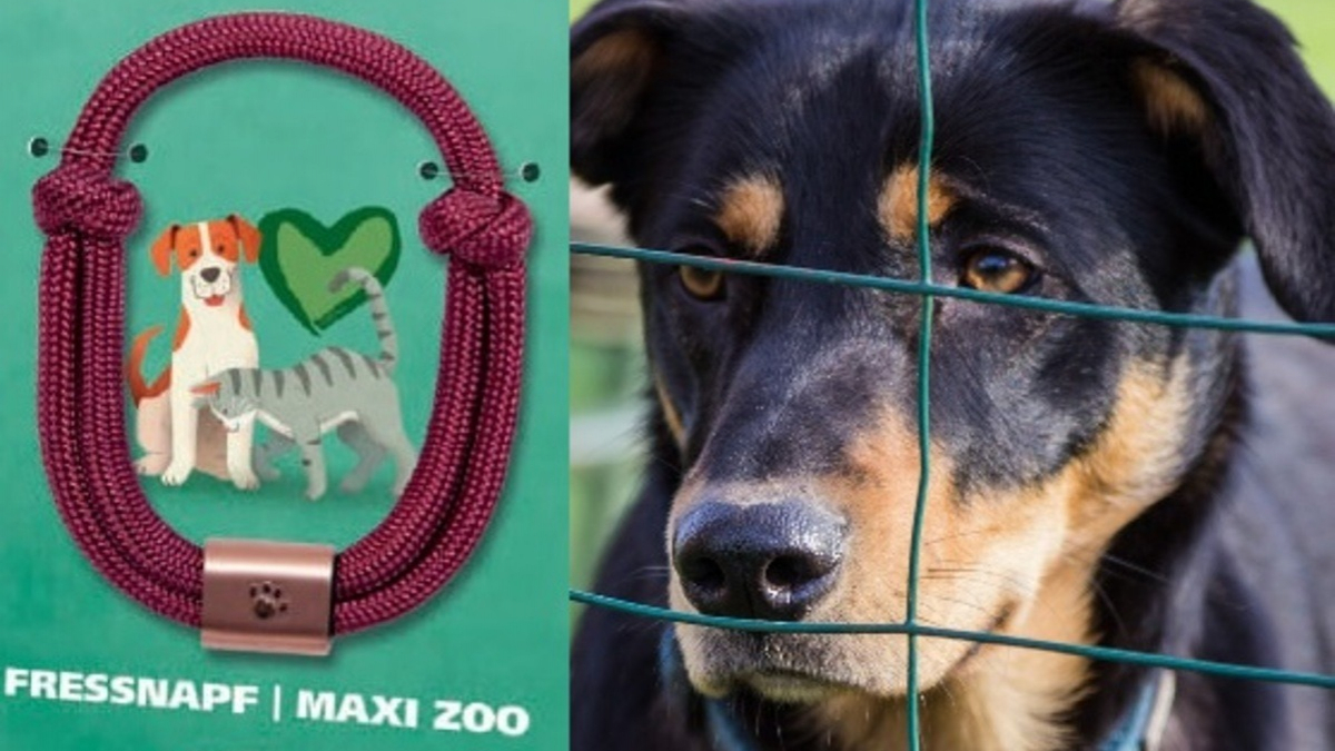 Illustration : "Face à la hausse des abandons et de la maltraitance, Maxi Zoo relance son opération solidaire des 