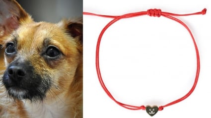 Illustration : Face à la hausse des abandons et de la maltraitance, Maxi Zoo relance son opération solidaire des "Bracelets de l’amitié" au profit des refuges et en partenariat avec la CNDA et l'association AVA