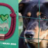 Illustration : Face à la hausse des abandons et de la maltraitance, Maxi Zoo relance son opération solidaire des "Bracelets de l’amitié" au profit des refuges et en partenariat avec la CNDA et l'association AVA