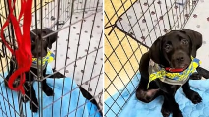 Illustration : Ce chiot de refuge attend désespérément son tour après avoir vu son frère et sa sœur le quitter pour vivre leur vie dans de nouvelles familles