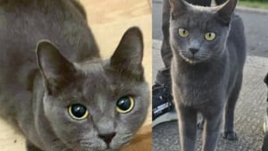 Illustration : Sauvée seule, cette chatte donne naissance à 7 adorables chatons quelques jours après son arrivée dans une famille d’accueil