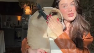 Illustration : Cette chienne rescapée d’un tir dans la tête apprend l’amour et la bienveillance pendant sa convalescence (vidéo)