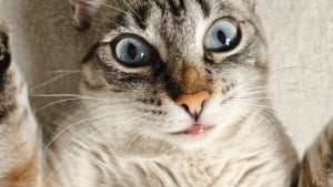 Illustration : Cette féline a une drôle de caractéristique physique humaine