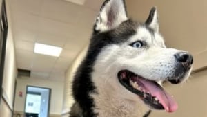 Illustration : "Il part en vacances pendant un mois et demi et laisse son chien seul, attaché contre un arbre, car il ne trouve personne pour le garder "