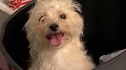 Illustration : En rentrant à la maison, elle découvre son chien pris à son propre piège (vidéo)