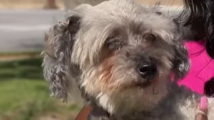Illustration : Après 10 ans de séparation, un chien et son humain se retrouvent comme si rien n’avait changé