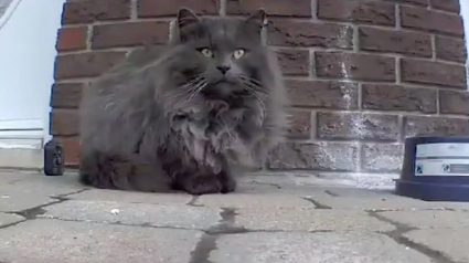 Illustration : Couvert de cicatrices et de n&oelig;uds, ce chat errant doit &ecirc;tre enti&egrave;rement tondu pour r&eacute;v&eacute;ler sa vraie beaut&eacute;