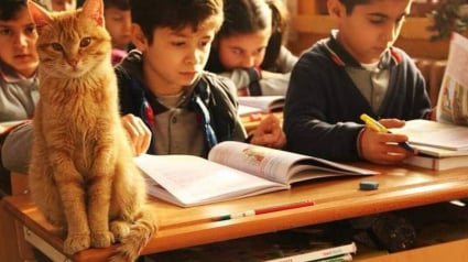 Illustration : Un magnifique chat roux s’invite dans une école primaire et fait tomber tout le monde sous son charme malgré les réticences des parents d’élèves