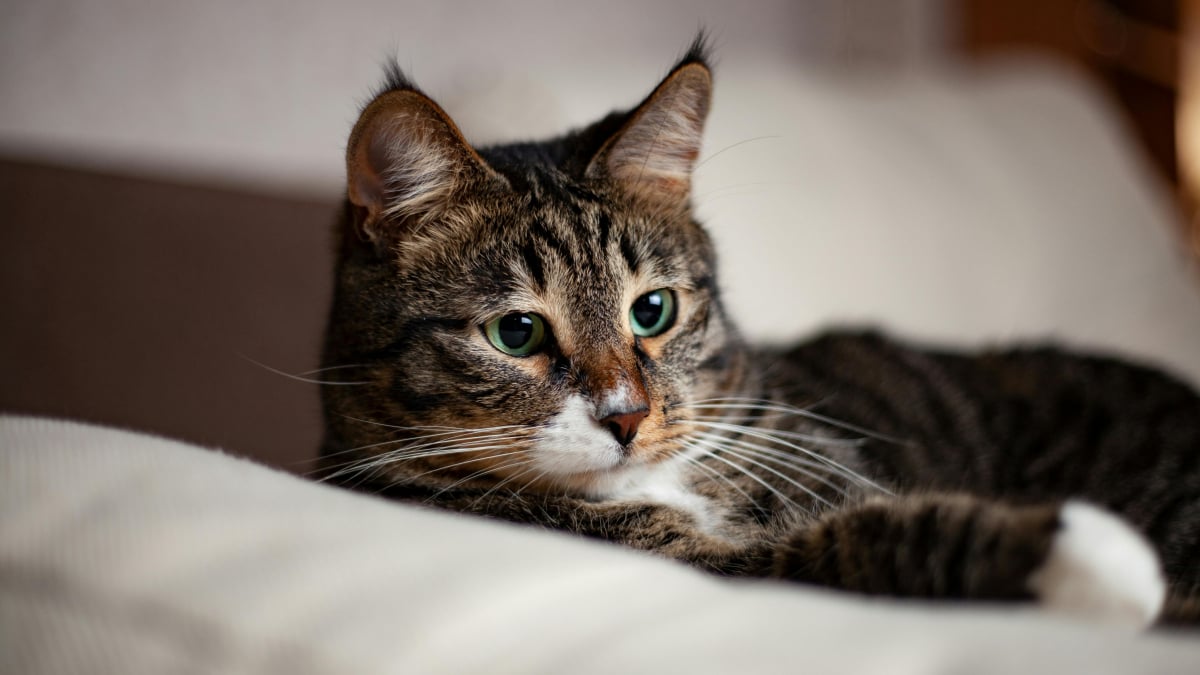 Illustration : "5 choses que nos amis félins n’aiment pas du tout"