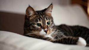 Illustration : "5 choses que nos amis félins n’aiment pas du tout"