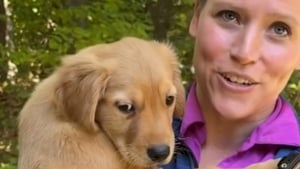 Illustration : « C’était l’une des pires situations qu’ils aient jamais vues », 26 chiots Golden Retriever enfin tirés d’un élevage sordide (vidéo)