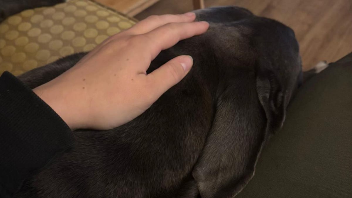 Illustration : "Une heure seulement après être arrivé dans son nouveau foyer, ce chien fait preuve de la plus belle marque de confiance qui soit (vidéo)"