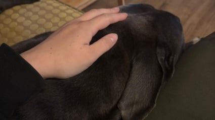 Illustration : Une heure seulement après être arrivé dans son nouveau foyer, ce chien fait preuve de la plus belle marque de confiance qui soit (vidéo)