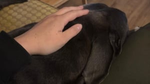 Illustration : Une heure seulement après être arrivé dans son nouveau foyer, ce chien fait preuve de la plus belle marque de confiance qui soit (vidéo)