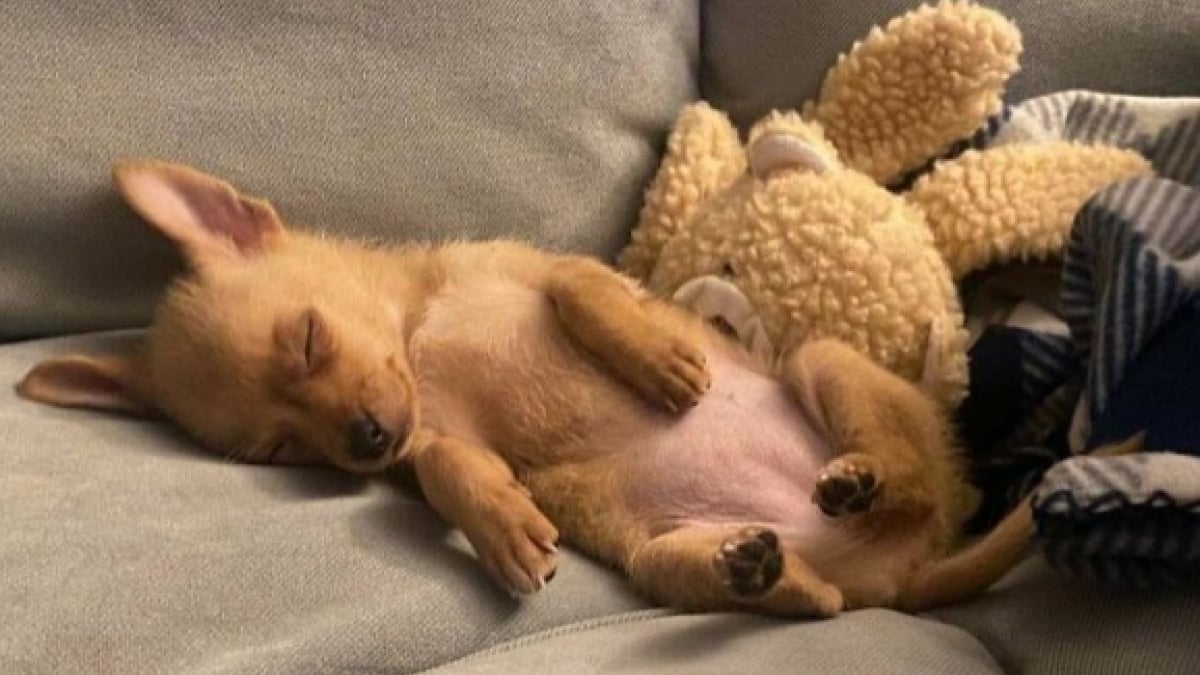 Illustration : "16 photos d’animaux qui ont enfin trouvé le bonheur auprès de leur famille pour la vie"