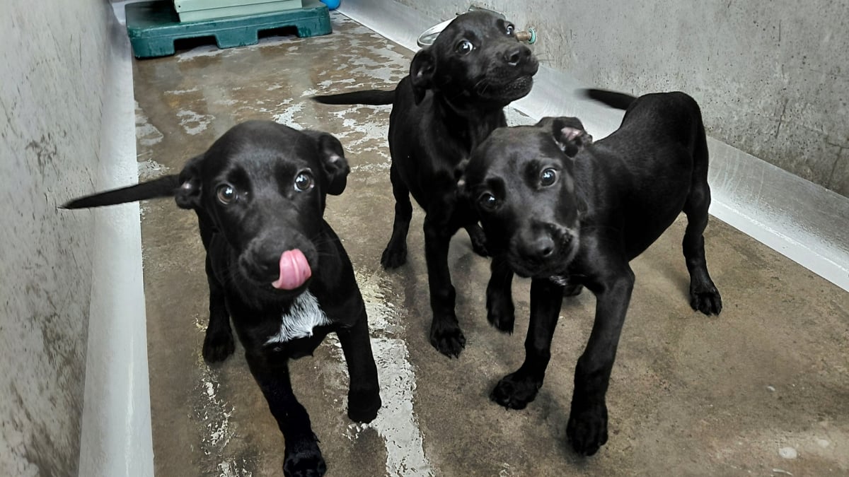 Illustration : "Grâce à la vigilance de passants, ces 3 chiots Staffordshire Bull Terrier échappent à l’horreur et retrouvent l’espoir"
