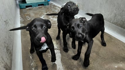 Illustration : Grâce à la vigilance de passants, ces 3 chiots Staffordshire Bull Terrier échappent à l’horreur et retrouvent l’espoir