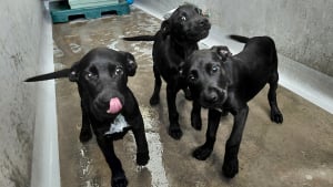 Illustration : Grâce à la vigilance de passants, ces 3 chiots Staffordshire Bull Terrier échappent à l’horreur et retrouvent l’espoir