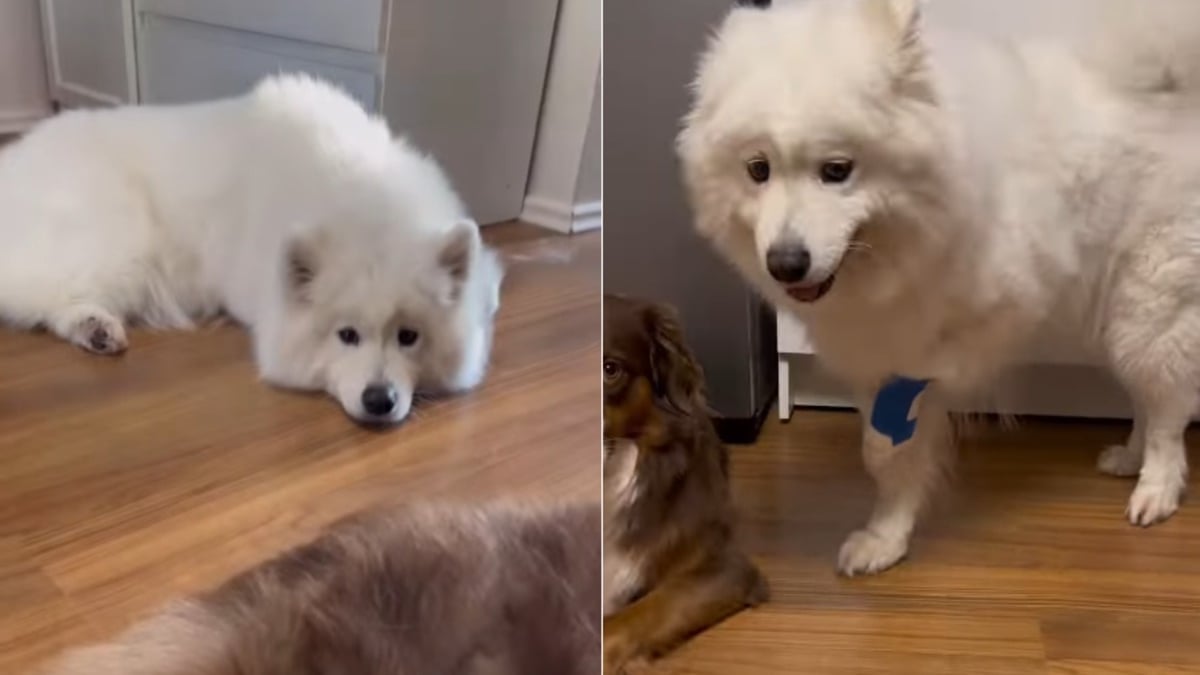 Illustration : "Une chienne surprend et amuse ses humains en imitant sa congénère blessée pour recevoir plus d'attention (vidéo)"