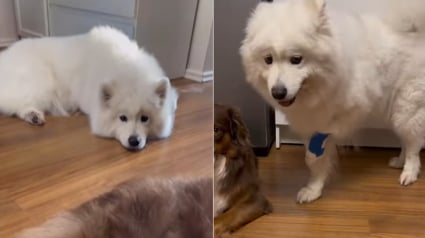 Illustration : Une chienne surprend et amuse ses humains en imitant sa congénère blessée pour recevoir plus d'attention (vidéo)