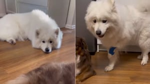 Illustration : Une chienne surprend et amuse ses humains en imitant sa congénère blessée pour recevoir plus d'attention (vidéo)