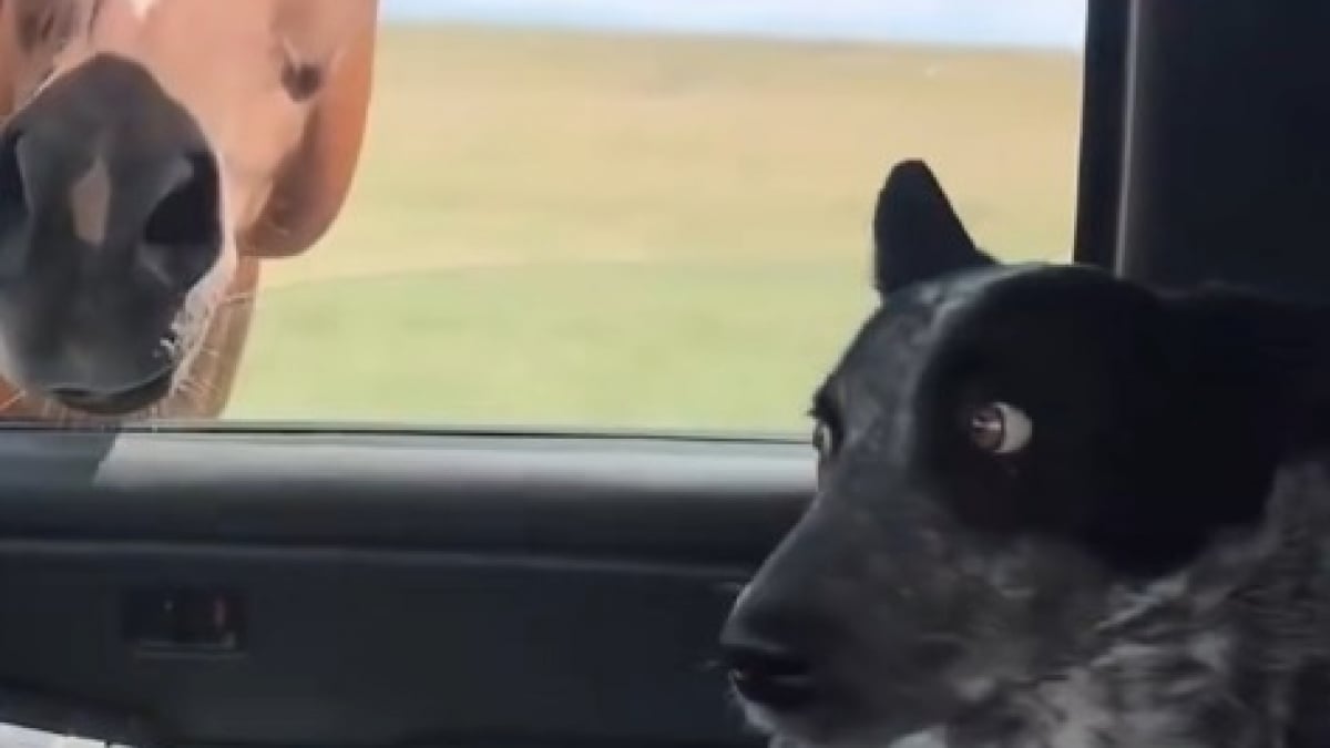 Illustration : "La réaction légendaire d’un chien qui rencontre un cheval pour la première fois (vidéo) "