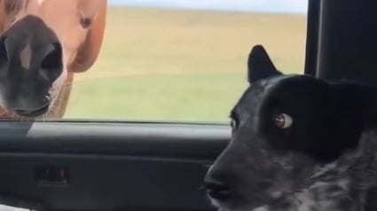 Illustration : La réaction légendaire d’un chien qui rencontre un cheval pour la première fois (vidéo)