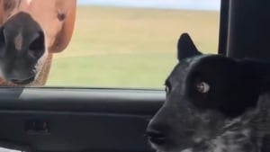 Illustration : La réaction légendaire d’un chien qui rencontre un cheval pour la première fois (vidéo)