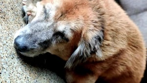 Illustration : "À la recherche d’un chien disparu, des habitants se rendent compte qu’il a pris le bus seul et a quitté la ville "