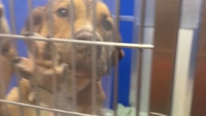 Illustration : "Une chienne risquant l’euthanasie saute sur les barreaux de sa cage pour interpeller les visiteurs "