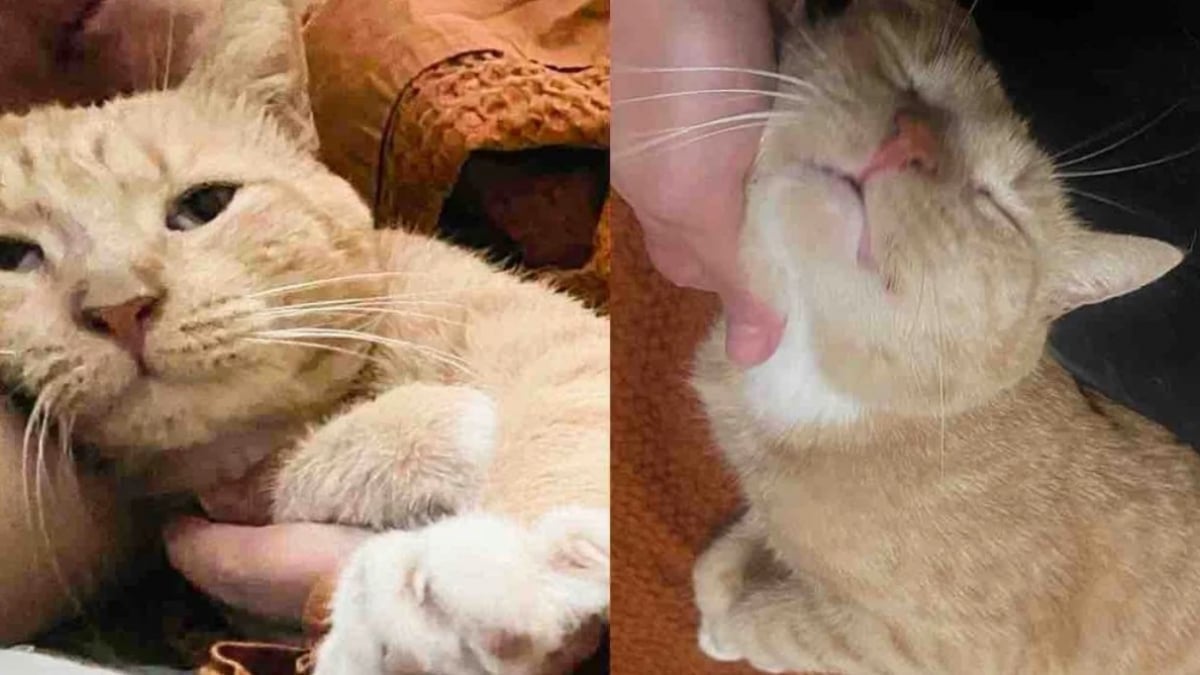 Illustration : "Sorti de l’errance, ce chat n’attendait qu’une chose : trouver sa place dans une maison aimante"