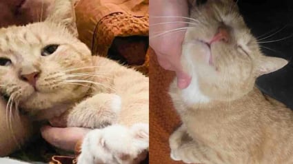 Illustration : Sorti de l’errance, ce chat n’attendait qu’une chose : trouver sa place dans une maison aimante