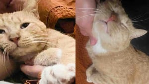 Illustration : Sorti de l’errance, ce chat n’attendait qu’une chose : trouver sa place dans une maison aimante