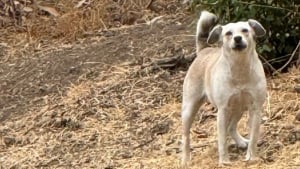 Illustration : Pensant devoir venir en aide à 2 chiennes, une bénévole sauve finalement 16 vies qui sont maintenant en sécurité